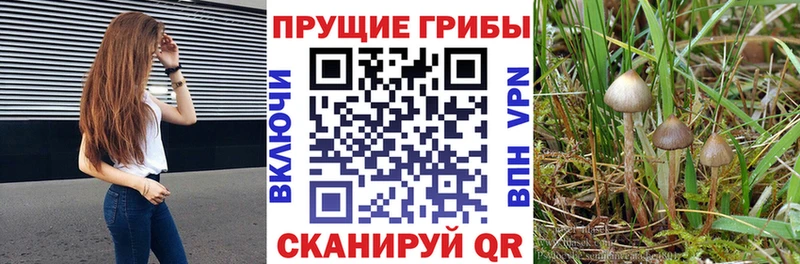 mega рабочий сайт  купить наркотик  Покровск  Галлюциногенные грибы мицелий 